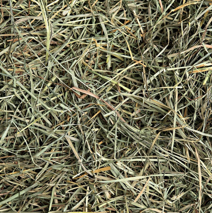 Orchard Grass